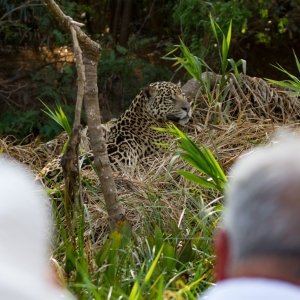 Jaguar Safaris