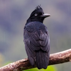 Amazonian umbrellabird