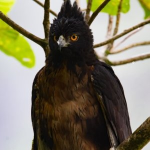 Black-and-chestnut eagle