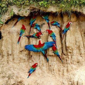 Macaw Clay Lick