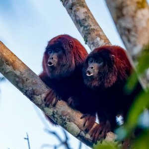 Red Howler Monkey