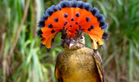 Royal Flycatcher 