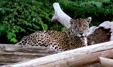 Jaguar en el Rio Manu