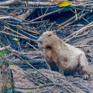 Capybara