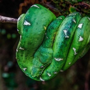 Emerald tree boa