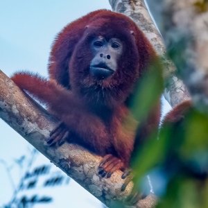 Red howler monkey
