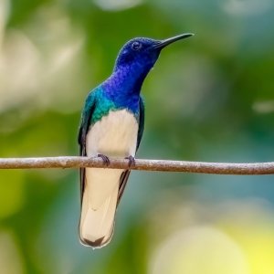 White-necked Jacobin